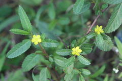 Corchorus trilocularis